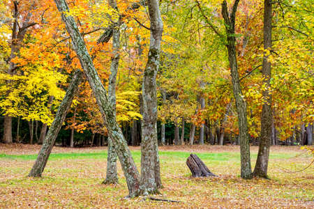 다채로운가 뉴저지에서 앨 라이 어 주립 공원에서 단풍. 로열티 무료 사진, 그림, 이미지 그리고 스톡포토그래피. Image  48248951.