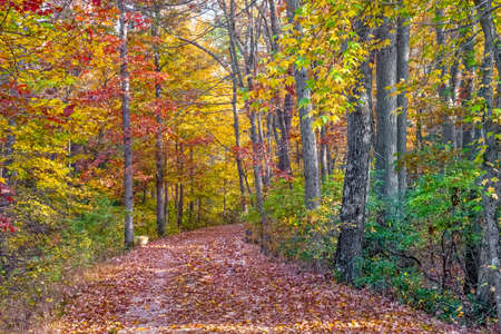 뉴저지에있는 Allaire 주립 공원에있는이 숲길을 둘러싸고있는 단풍. 로열티 무료 사진, 그림, 이미지 그리고 스톡포토그래피.  Image 48408497.