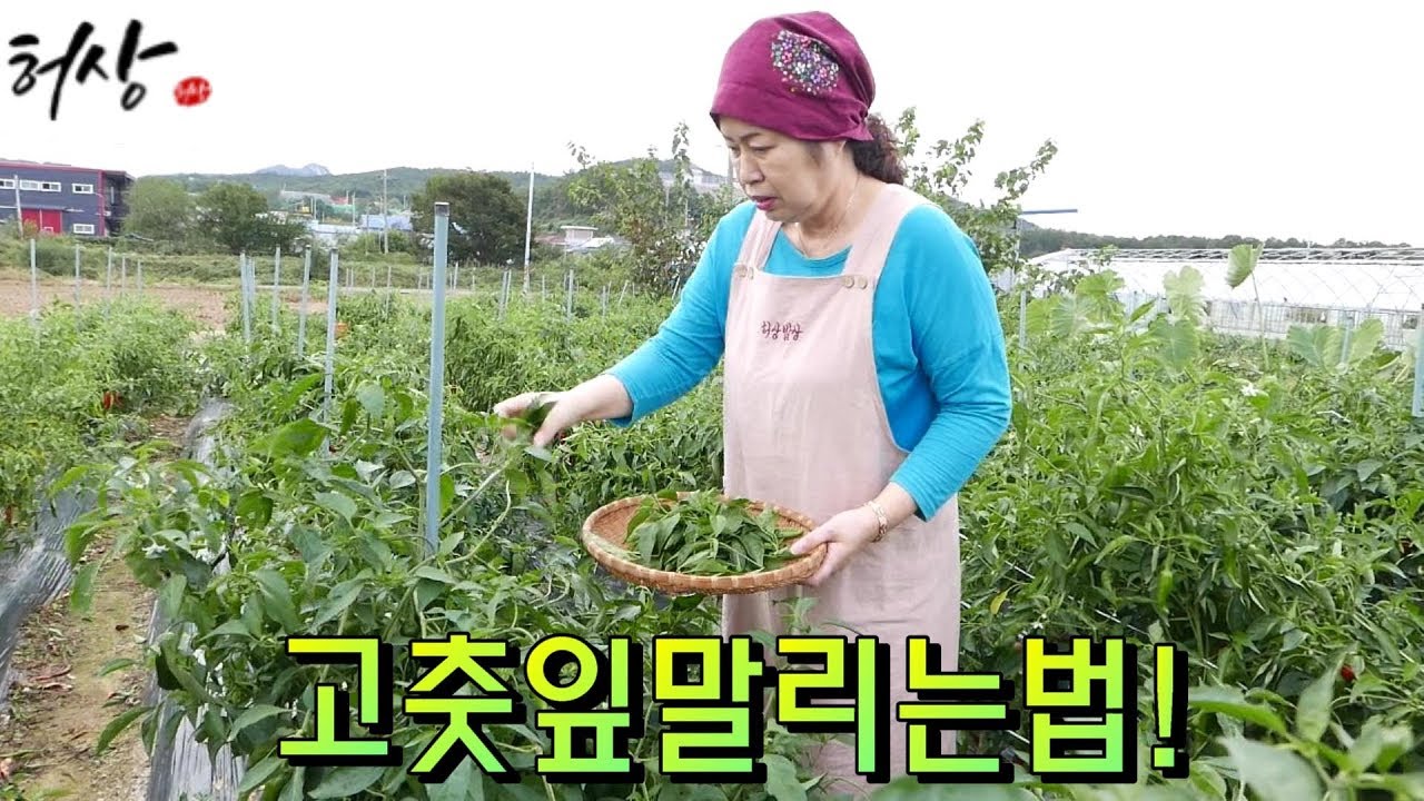 고춧잎 말리는법 고춧잎요리 고춧잎보관법(How To Dry Red Pepper Leaves, How To Store Red Pepper  Leaves.) - Youtube