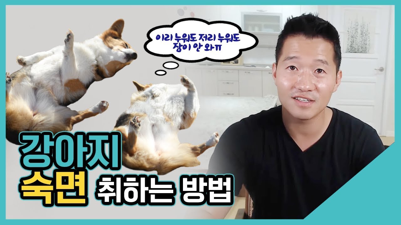 강아지 숙면 취하는 방법｜수밤라이브 - Youtube