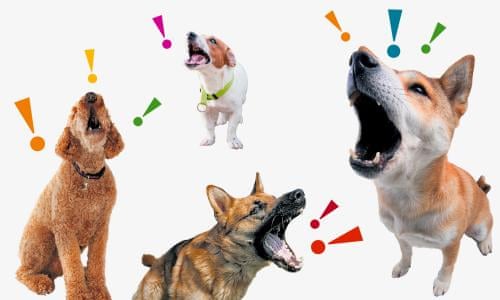 From Yaps To Howls: What Your Dog'S Bark Means – And How To Get Them To  Tone It Down | Dogs | The Guardian