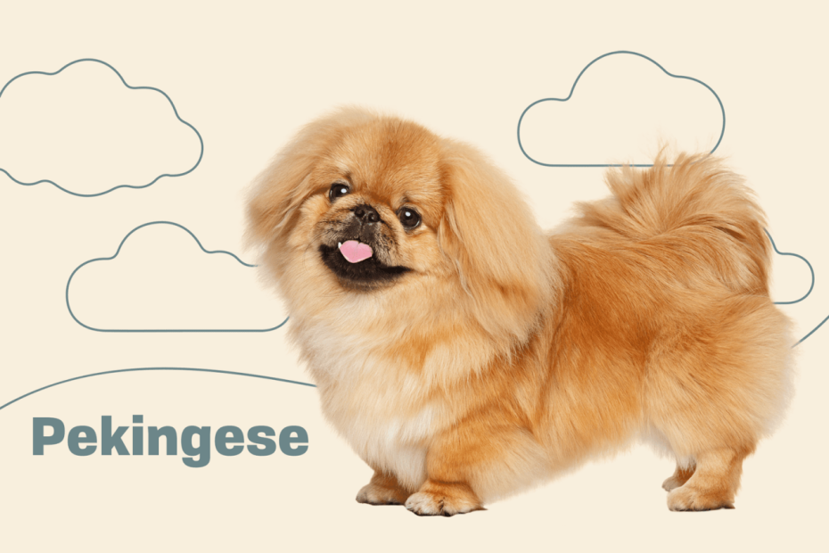 Pekingese Dog Breed Information & Characteristics