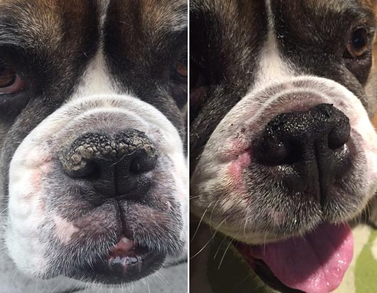 Dry Dog Nose? Try These 4 Steps To Fix It! – Natural Dog Company
