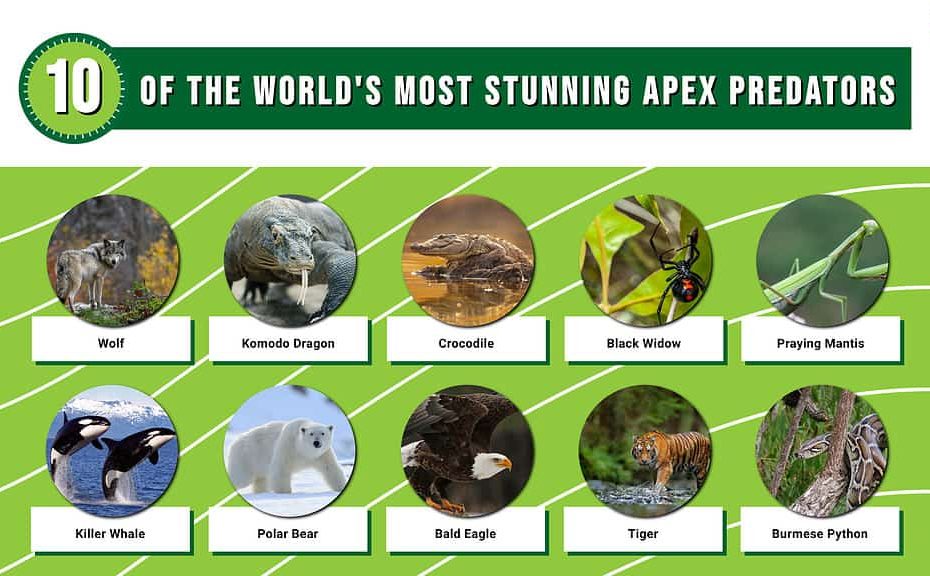 The 10 Most Stunning Apex Predators From Around The World - Az Animals