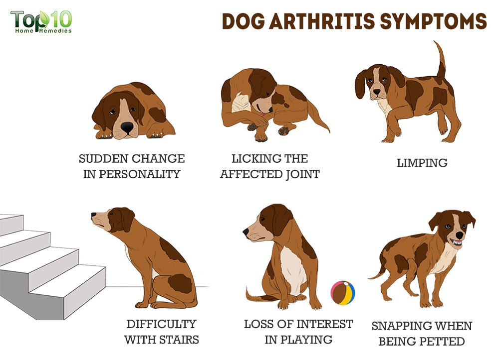 Arthritis In Dogs