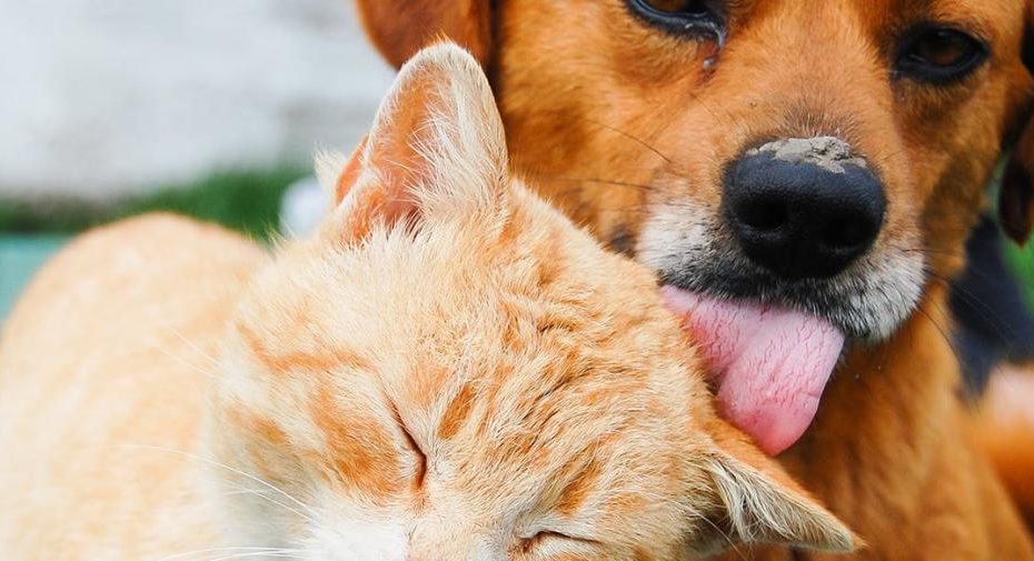 Can Dogs Get Cat Flu?