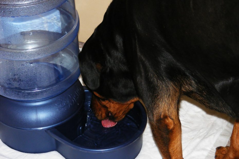 Why Is My Dog So Thirsty? What Causes Increased Drinking In Dogs? -  Pethelpful