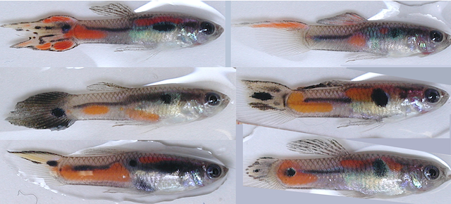 Boredom In The Mating Market: Guppies Demonstrate Why It'S Good To Stand Out
