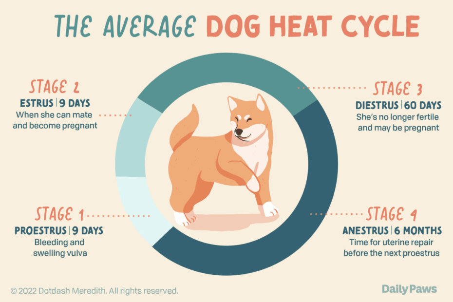 How Long Are Dogs In Heat?