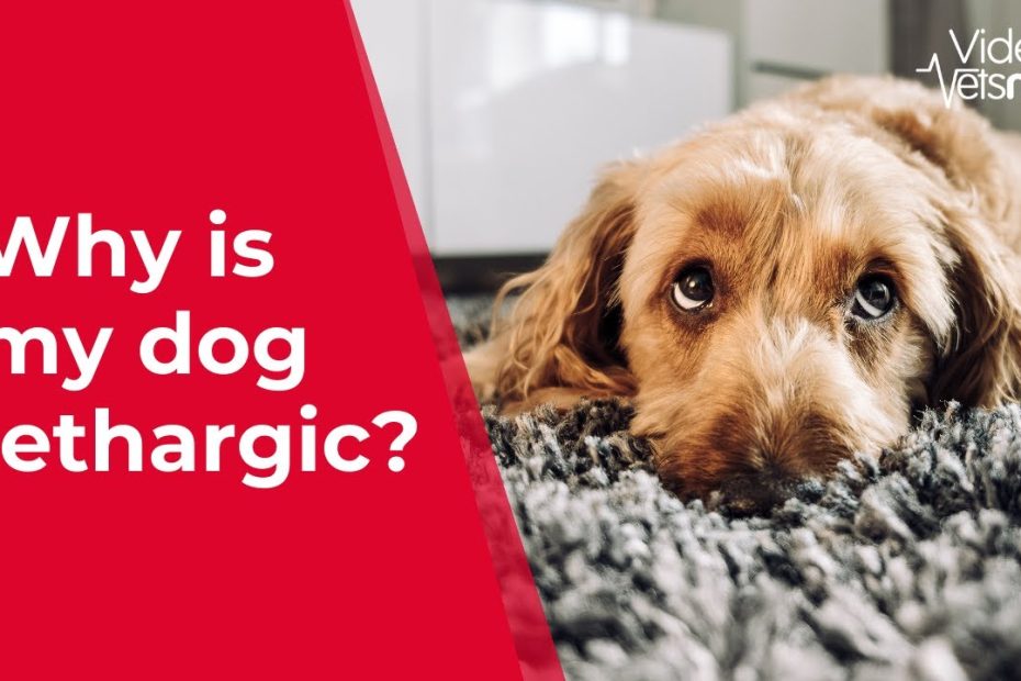 Why Is My Puppy Or Dog Lethargic, Listless Or Tired?