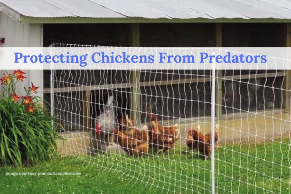 Protecting Chickens From Predators - Youtube