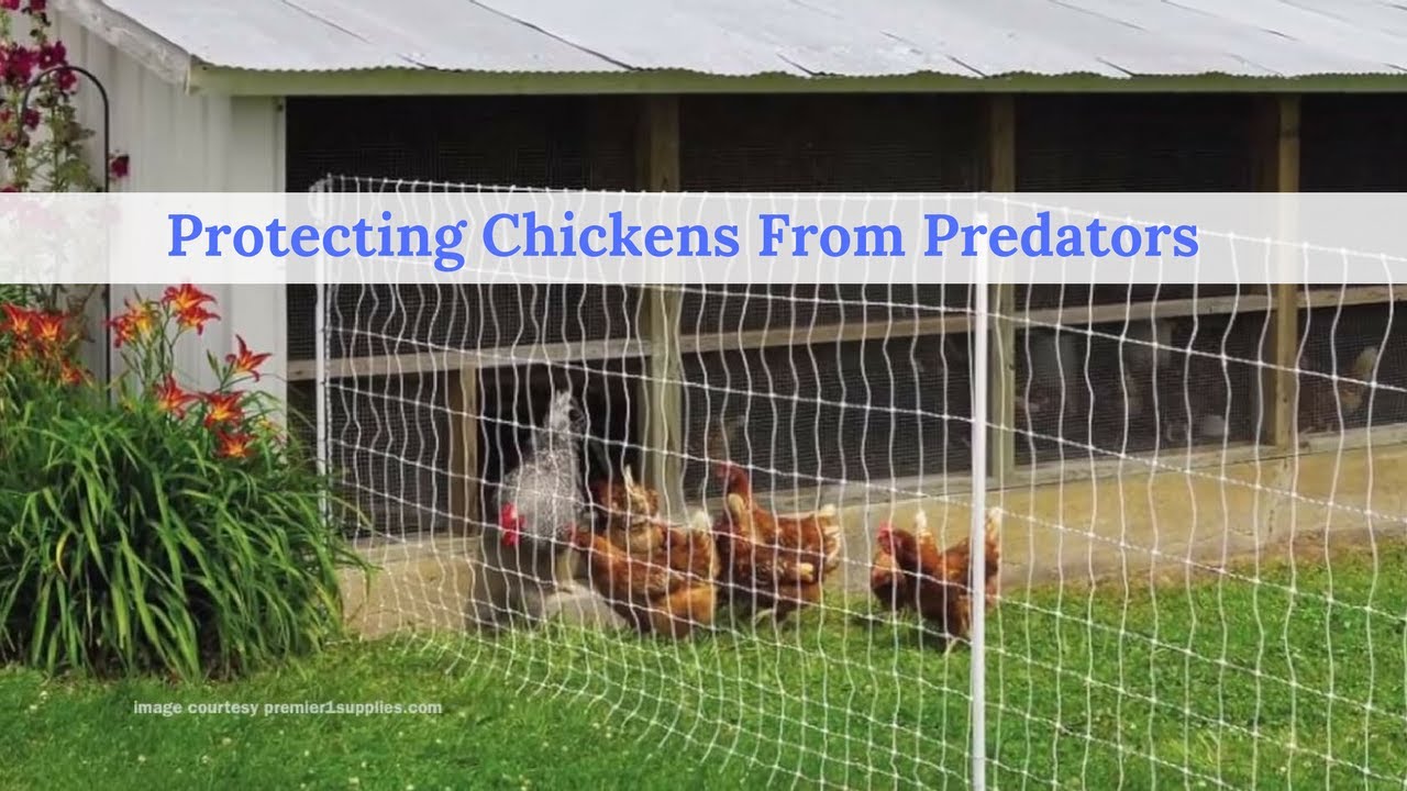 Protecting Chickens From Predators - Youtube