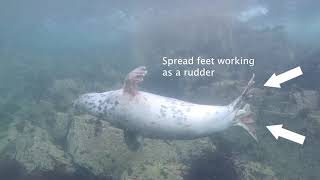 How Seals Evolved To Swim - Press Office - Newcastle University
