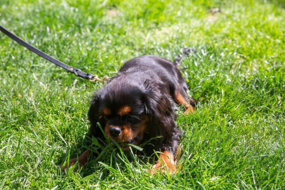 Reasons Why Dogs Eat Grass And How To Stop It